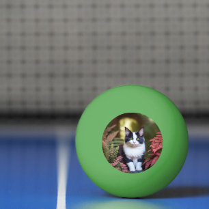 Milly The Ragdoll Cat, Ping Pong Ball Tischtennisball