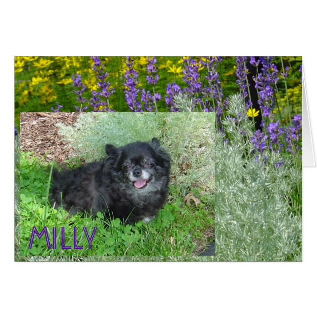 Milly's Card (Vorderseite (Horizontal))