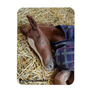 Milton Montag Magnet