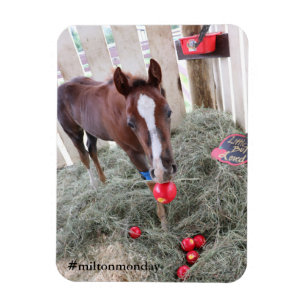 Milton Montag Magnet