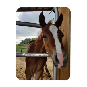 Milton Montag Magnet