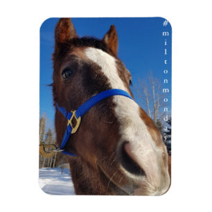 Milton Montag Magnet