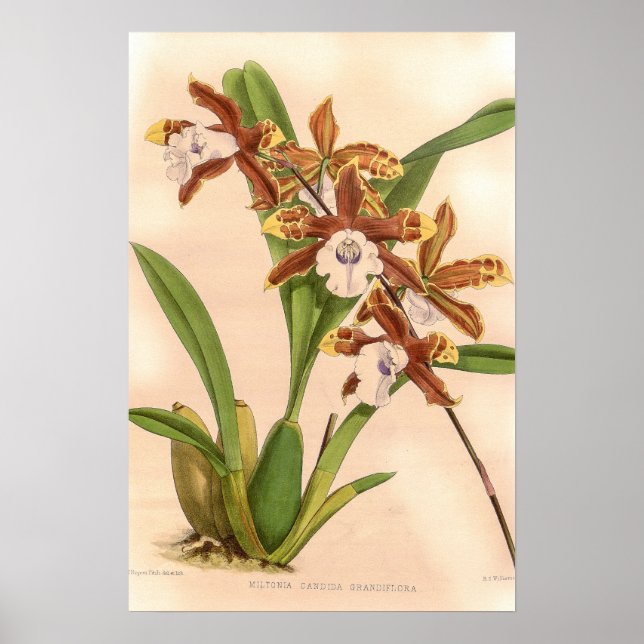 Miltonia candida Orchidee Poster (Vorne)