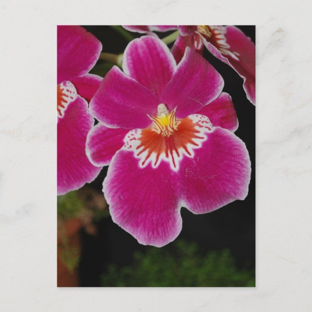 Miltonia Eros pansy orchid Postkarte (Vorderseite)