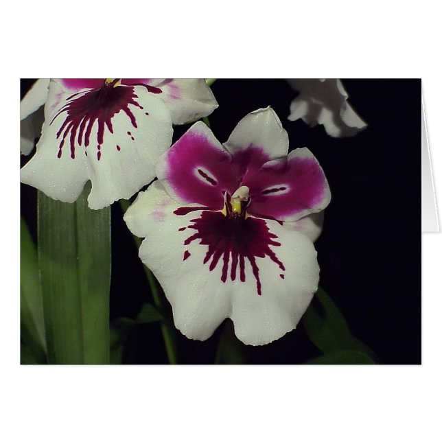 Miltonia-Hybridorchid (Vorderseite (Horizontal))
