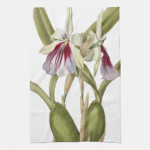 Miltonia Spectabilis orchid botanische Küche Towe