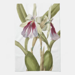 Miltonia Spectabilis orchid botanische Küche Towe Geschirrtuch