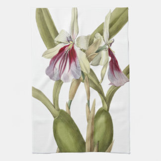 Miltonia Spectabilis orchid botanische Küche Towe Geschirrtuch