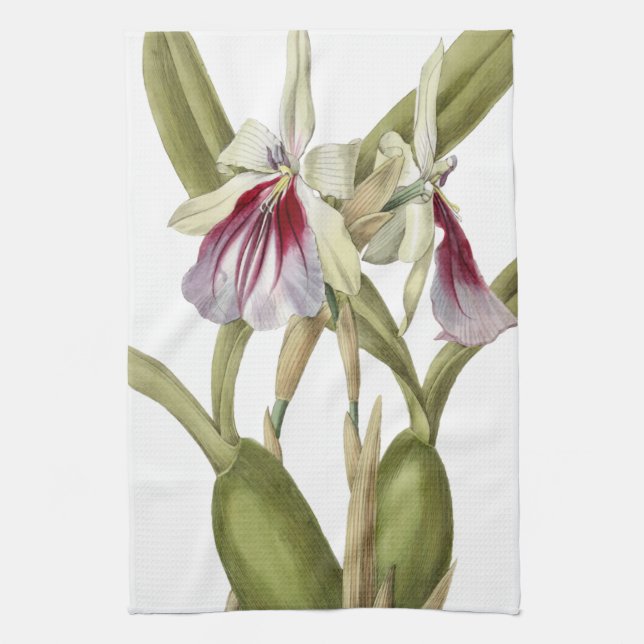 Miltonia Spectabilis orchid botanische Küche Towe Geschirrtuch (Vertikal)