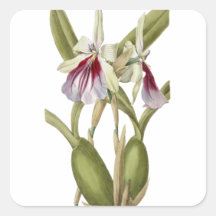 Miltonia Spectabilis orchid botanischer Aufkleber