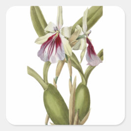 Miltonia Spectabilis orchid botanischer Aufkleber