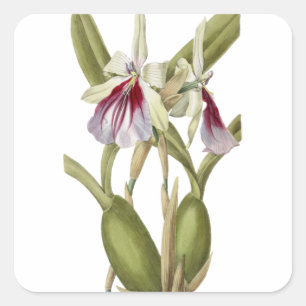 Miltonia Spectabilis orchid botanischer Aufkleber