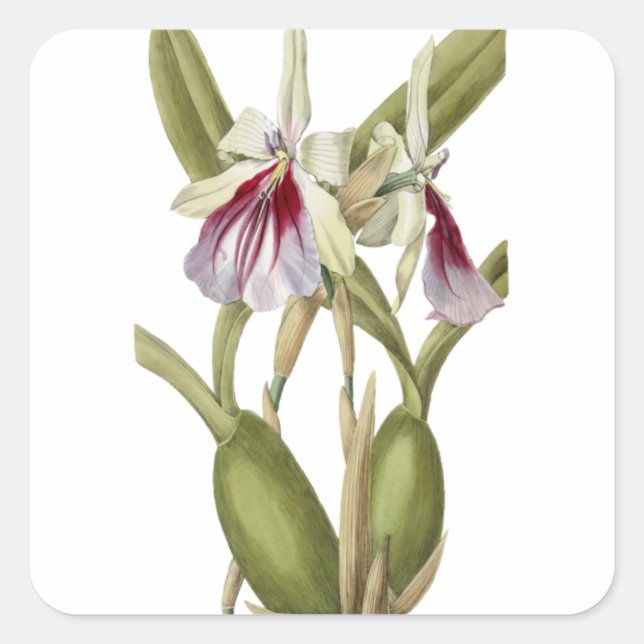 Miltonia Spectabilis orchid botanischer Aufkleber (Vorderseite)