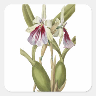 Miltonia Spectabilis orchidée autocollant botaniqu