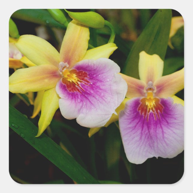 Miltonia Sunset Quadratischer Aufkleber (Vorderseite)