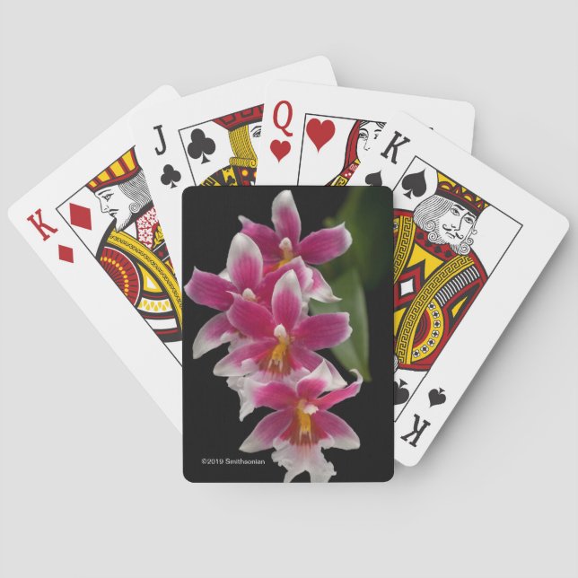 Miltonioda Kirschblüte Spielkarten (Rückseite)