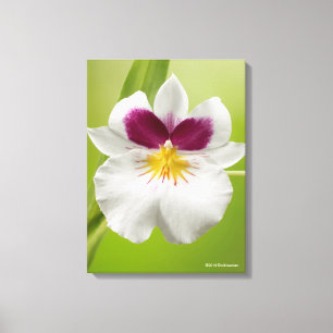 Miltoniopsis Roezlii (Pansy-Orchideen) Leinwanddruck