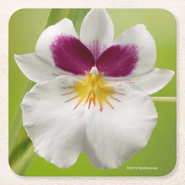 Miltoniopsis Roezlii (Pansy-Orchideen) Rechteckiger Pappuntersetzer (Vorderseite)