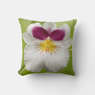 Miltoniopsis Roezlii (Pansy Orchids) Kissen