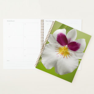 Miltoniopsis Roezlii (Pansy Orchids) Planer