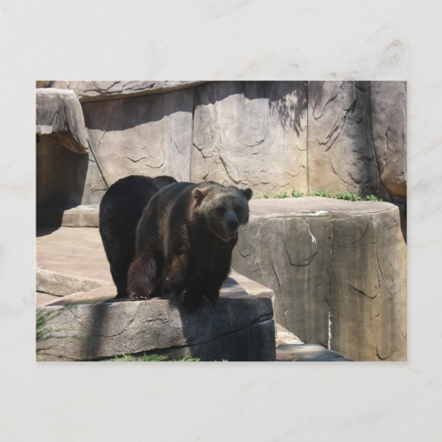 Milwaukee-Zoobär Postkarte (Vorderseite)