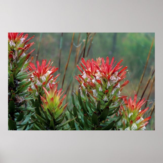 Mimetes (Mimetes Cucullatus) Poster (Vorne)
