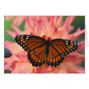 Mimique Du Papillon Monarque