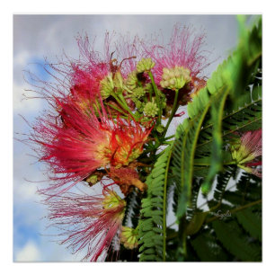 Mimosa-Baum mit rosa Blüten Glänzendes Poster