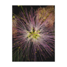 Mimosa Blume Postkarte