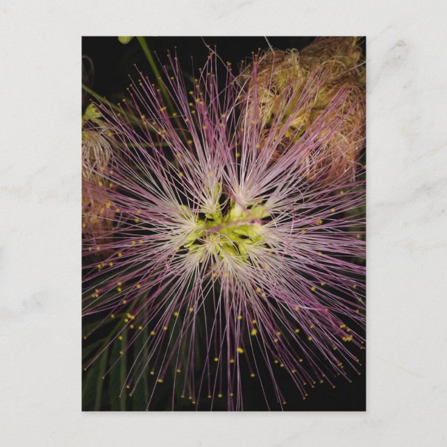 Mimosa Blume Postkarte (Vorderseite)