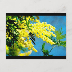 Mimosa de France Postkarte