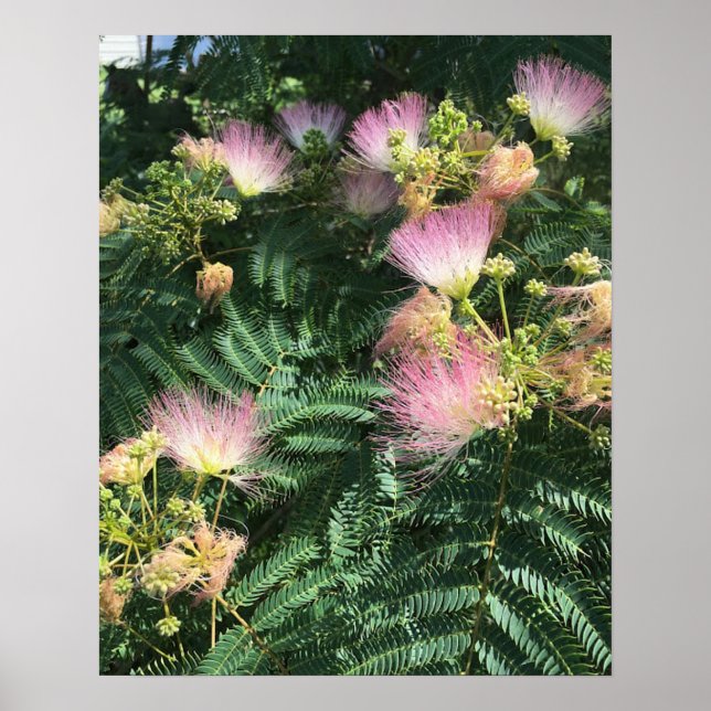 Mimosa Tree Blooms Poster (Vorne)