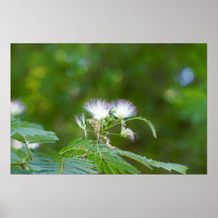Mimosa Tree Blume Poster