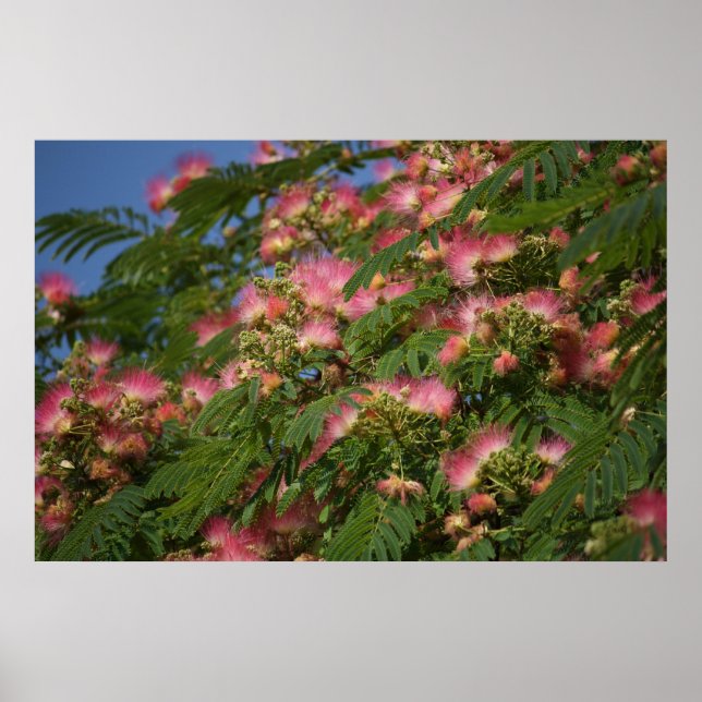 Mimosa tree poster (Vorne)