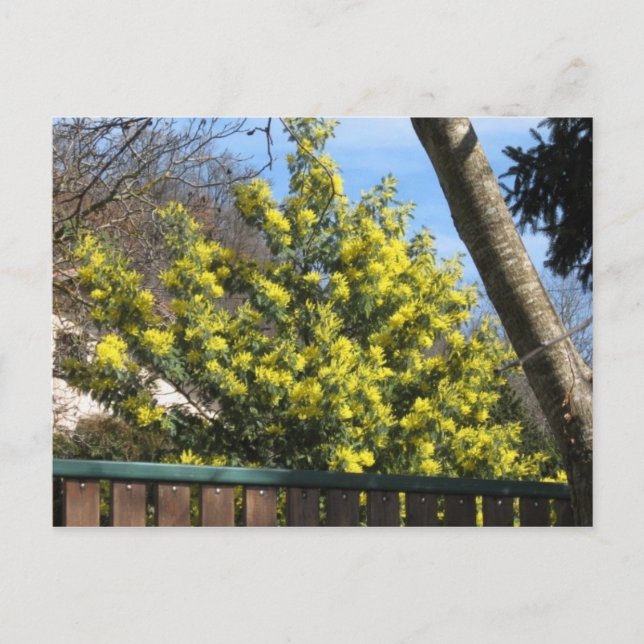 Mimosa Tree Postkarte (Vorderseite)