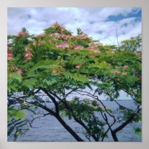 Mimosen-Baum in der Blüte Poster