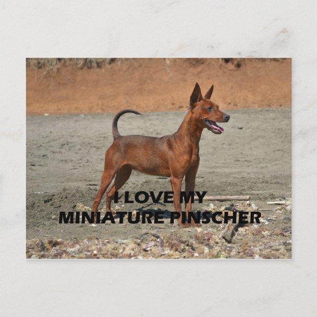 min Button Rot volle Liebe w pic Postkarte (Vorderseite)
