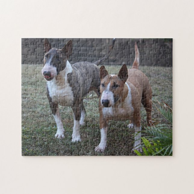 Minature Bull Terrier (Horizontal)