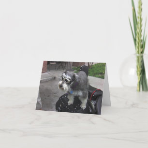 Minature Schnauzer BIKER Karte