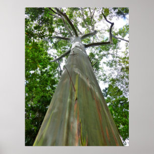 Mindanao Gum Tree Poster