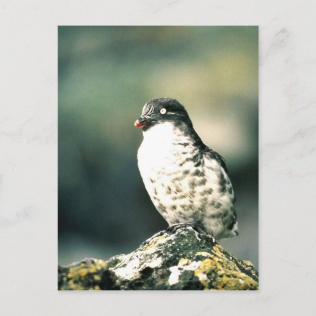 mindestens Auklets Postkarte (Vorderseite)