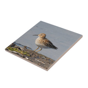 Mindestens Sandpferd bei geringer Flut Fliese
