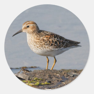 Mindestens Sandpferd bei geringer Flut Runder Aufkleber
