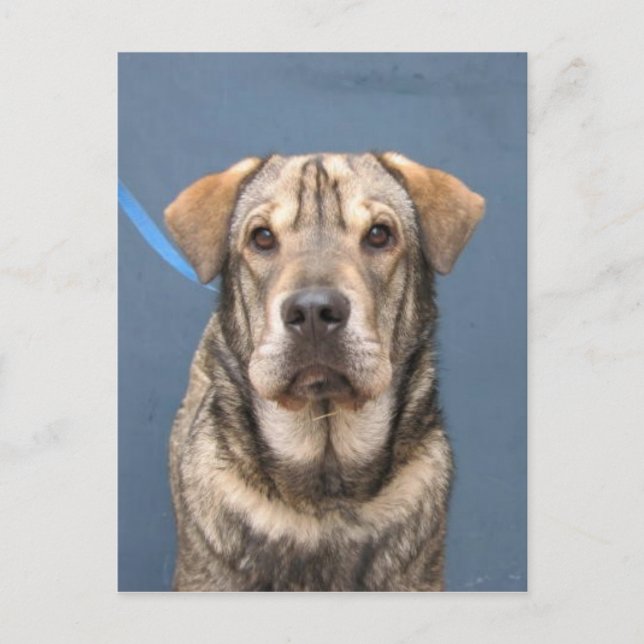 Mindy Postkarte (Vorderseite)