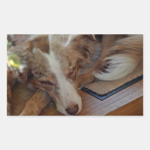Mini American Shepherd Red Merle Sleeping Rechteckiger Aufkleber