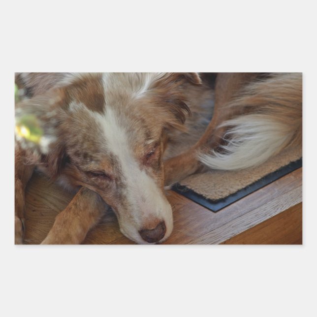 Mini American Shepherd Red Merle Sleeping Rechteckiger Aufkleber (Vorderseite)