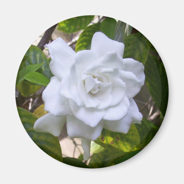 Mini Art Gardenia Magnet (Vorne)