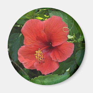 Mini Art Red Hibiskus Magnet