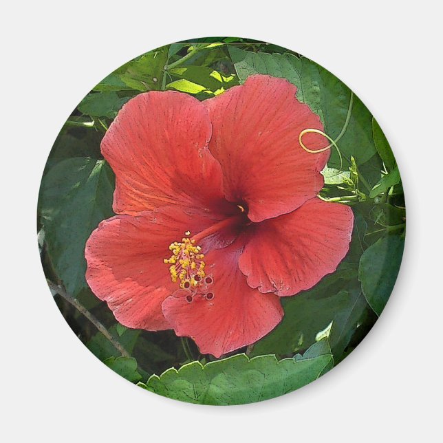 Mini Art Red Hibiskus Magnet (Vorne)