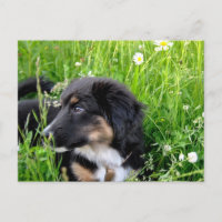Mini Australian Shepherd Postkarte